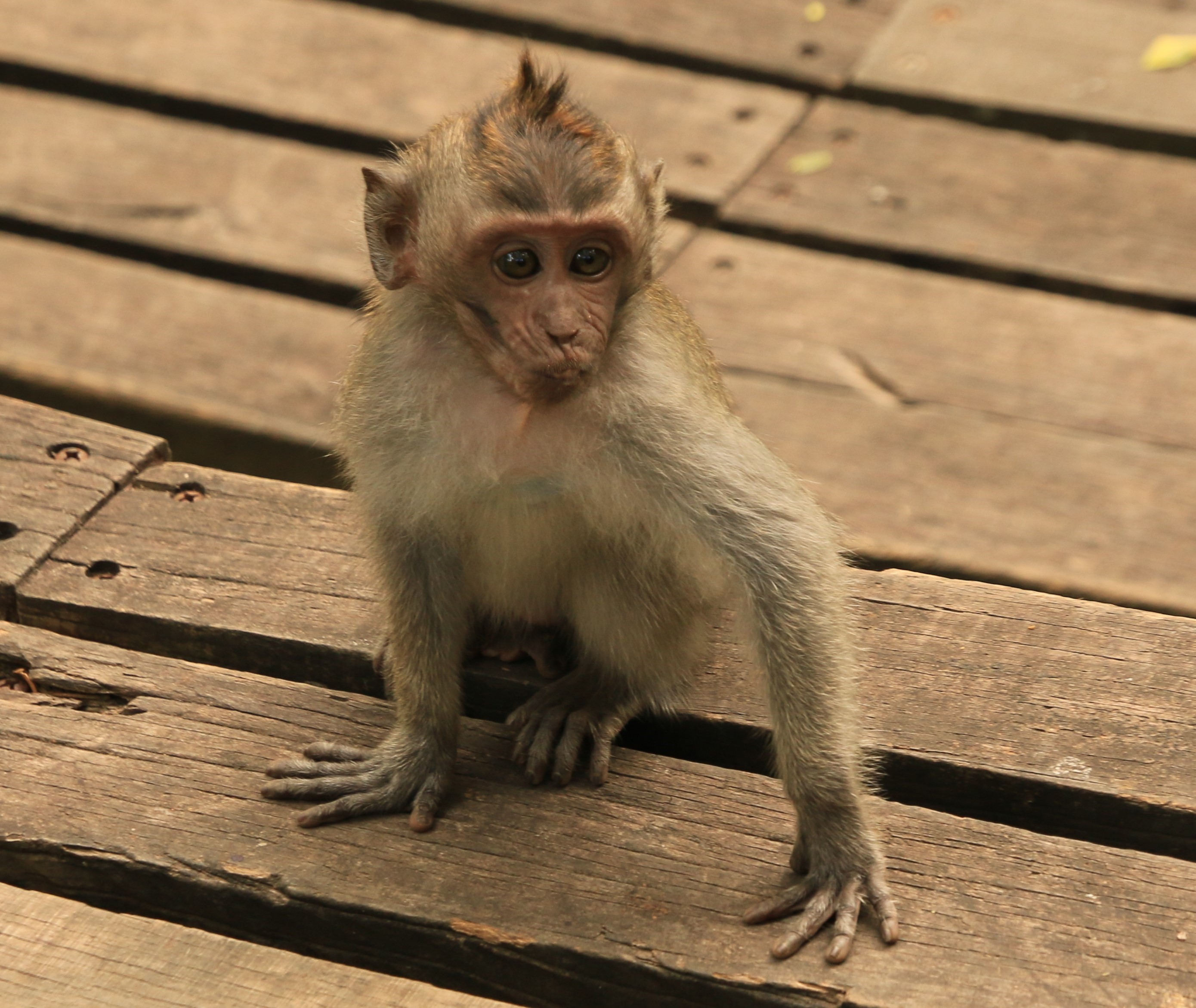 Ubud monkeys